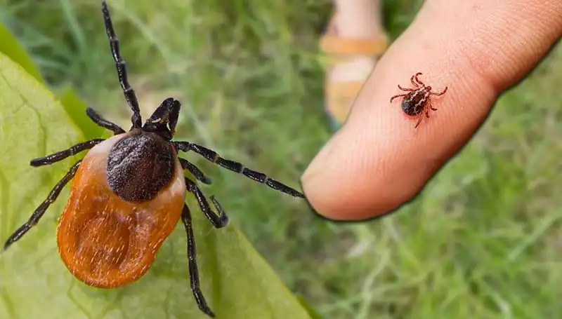 Kene Isırmalarında Dikkat Edilmesi Gereken Önlemler ve İpuçları