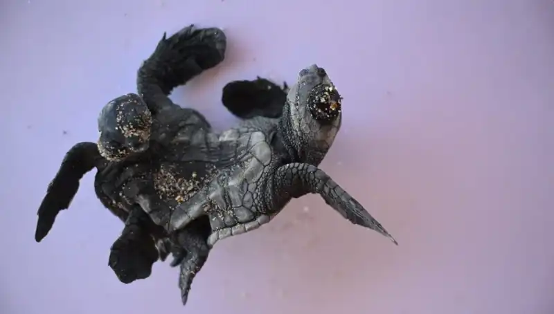 Görenleri Şaşkına Çeviren Siyam İkizi Caretta Carettalar Keşfedildi