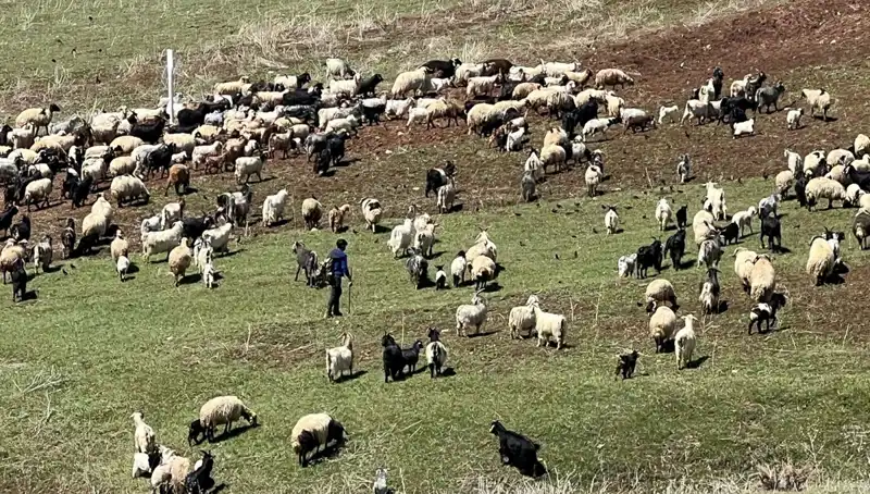 Çoban Krizi Derinleşiyor: 70 Bin Lira Maaş Neden Yetersiz Geliyor?