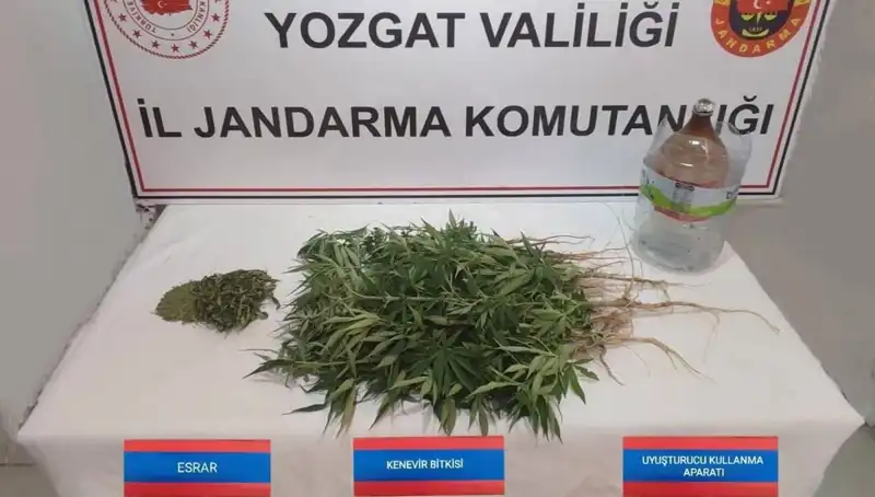 Yozgat’ta Şok İstihbarat! 40 Kök Kenevir Ele Geçirildi
