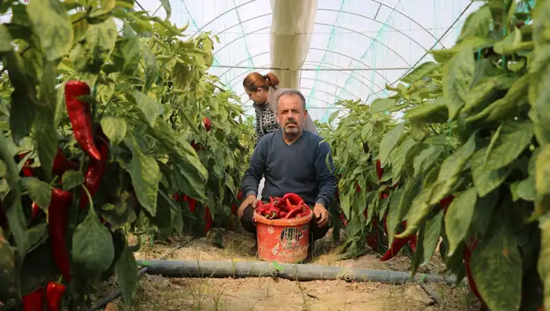 Ürün Fiyatlarında Şok Artış: Yüzde 50 Zam Neden Geliyor?