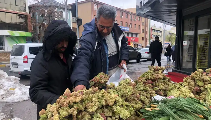 Kendiliğinden Yetişen Bu Bitki, Kanser Tedavisinde Umut Vaad Ediyor