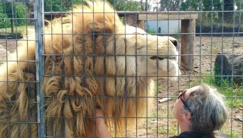 Avustralya'da Aslan Saldırısı: Kafes İçi Tehlikesine Dikkat Çekiyor!
