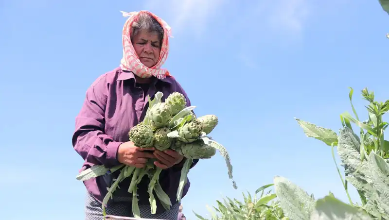 Tarladan Sofralara: 50 TL'lik Sebze ve Meyve Fiyatları Neden Arttı?