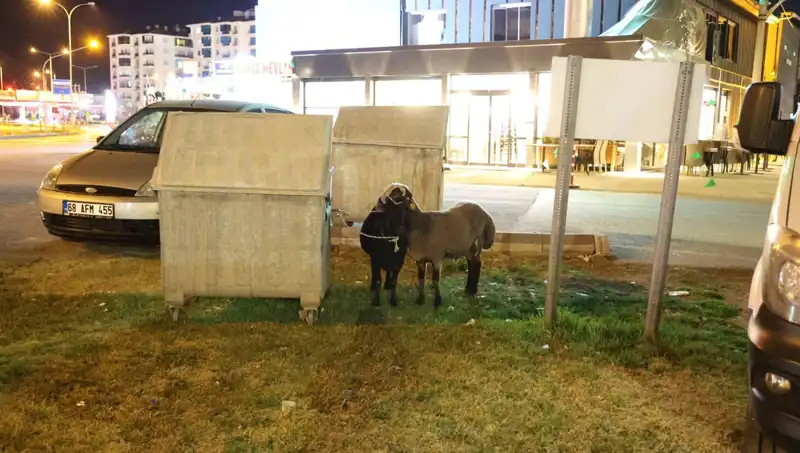 Mor Karaman Koyunları: Yola Düşüp Kaderine Terk Edilen Hayvanlar