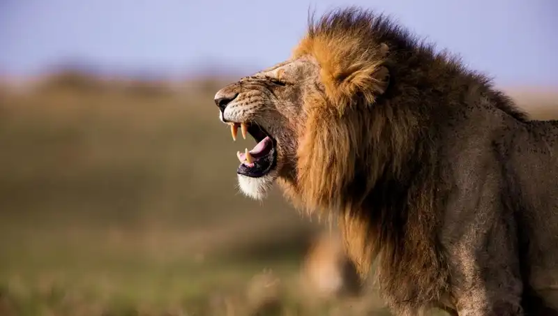 Aslan Saldırısında Trajik Kayıp: 14 Yaşındaki Kız Hayatını Kaybetti