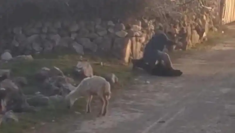 Koyuna Eziyet Eden Kişi Gözaltına Alındı: Hayvan Hakları İçin Yeni Bir Dönüm Noktası mı?