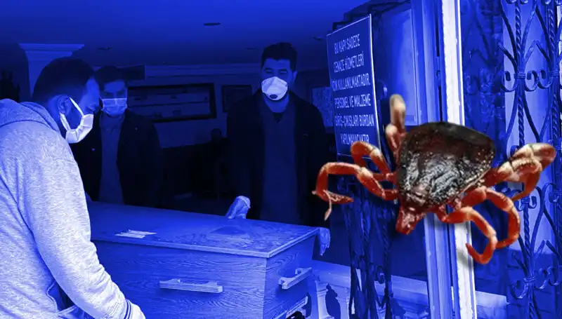 İstanbul’da Keneler Hakkında Şaşırtan Gerçek: Zararsız Oldukları Tespit Edildi