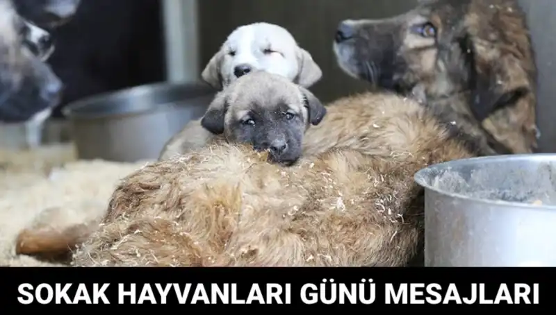 Dünya Sokak Hayvanları Günü: Hayvan Hakları İçin Birlikte Hareket Etme Zamanı