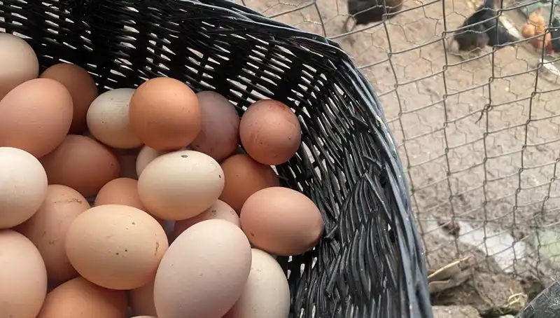 Okul Çağındaki Çocukların Beslenmesinde Devrim: Ucuz Protein Kaynağı!