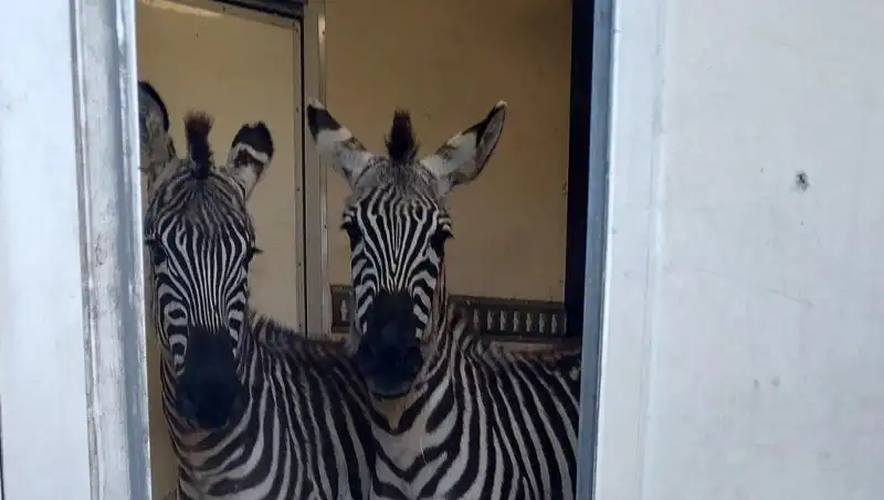 Sınırda Durdurulan Minibüs: İçinde 2 Zebra, 6 Maymun ve Daha Fazlası!