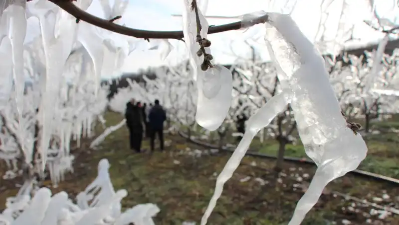 Soğuk Hava Dalgası Ağaçları Dondurmuştu: Tomurcukların Yüzde 80’i Çiçek Açtı