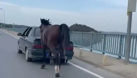 Adana'da Ata Eziyet Eden Kişi Tutuklandı: Hayvan Hakları İhlali mi?