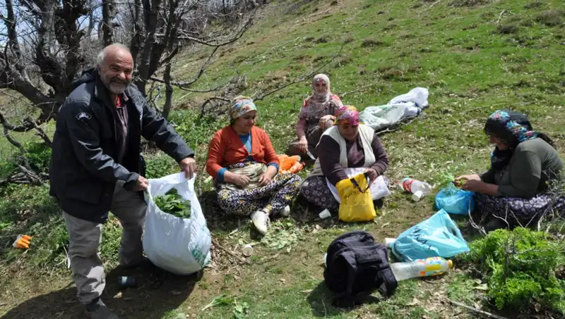 Aileler İçin Geçim Kaynağı: Yürüyerek Topladıkları Bitkilerin Değeri
