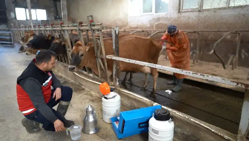 Türkiye’de İlk Kez Jersey Sperması ile Hayvancılığa Yeni Bir Nefes
