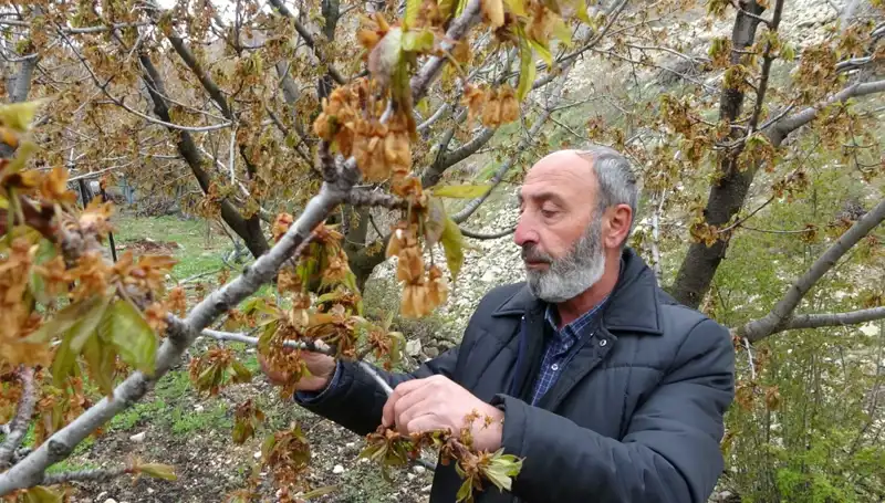 Zirai Donun Dört Mevsim Savaşları: Albastı Kirazı Üreticileri Kayıplarla Sarsıldı