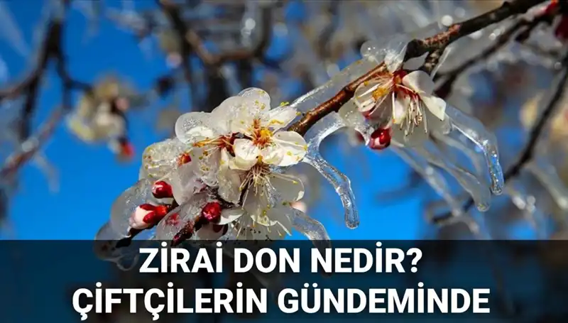 Zirai Don Tehlikesi: Çiftçiler Bu Durumdan Nasıl Etkilenecek?