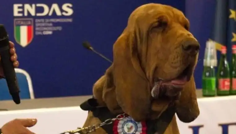 Arama Köpeğine Şok Suikast: Çivili Sosisle Hayatını Kaybetti