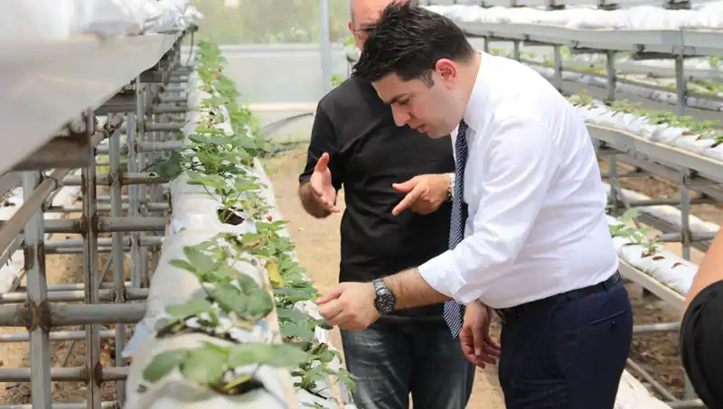Topraksız Yerde Yetişen Sebzeler: Geleceğin Tarımında Damat Çatlatan Lezzet