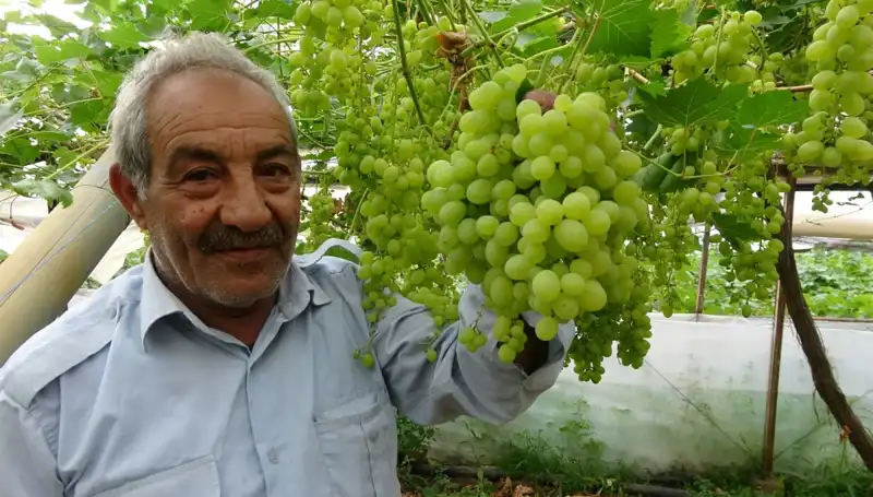 Zirai Don Nedir? Meyve Fiyatları Üzerinde Etkisi ve Beklentiler