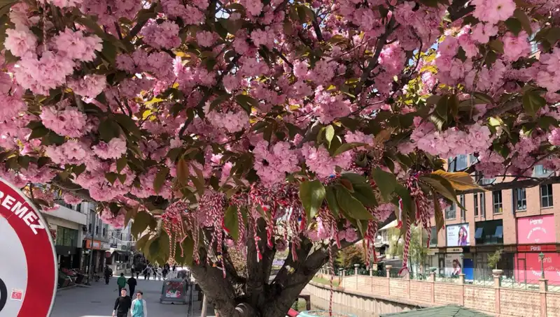 Süs Erik Ağacına Şaşırtan Martenitsa Bağlandı: Gelenekteki Derin Anlamlar