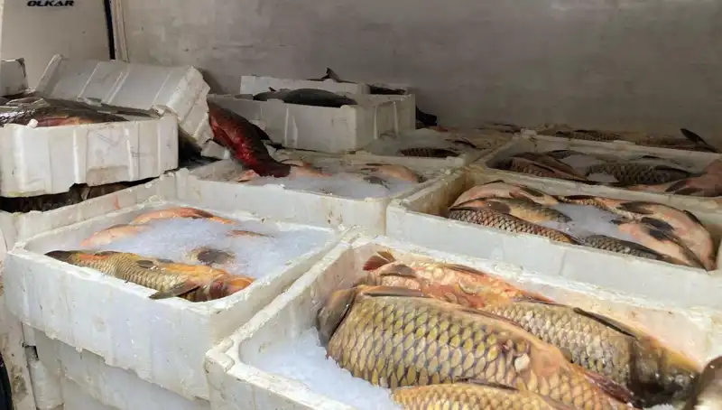 Kaçak Balık Avcılığına Ceza Yağdı: Binlerce Lira Söz Konusu!
