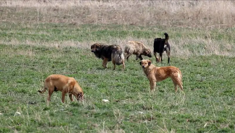 Ankara'da Sahipsiz Köpekler İçin Gelişen Cezalar: 71 Bin Lira Şoku!