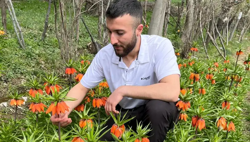 Ağlayan Gelin: 20 Günlük Ömrüyle Doğanın Mucizesi ve Koparma Cezası