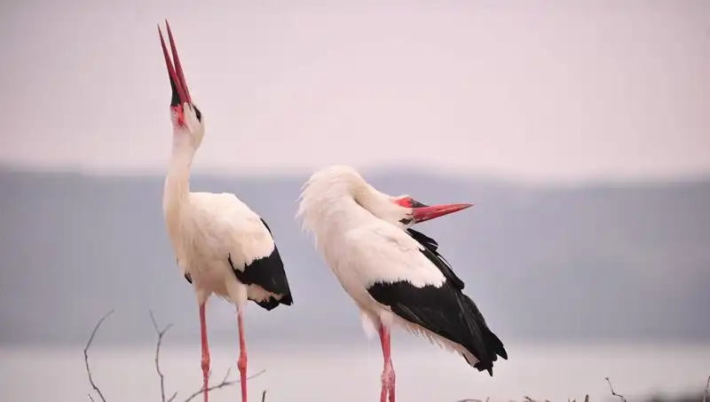 Türkiye’nin Her Yerinden Yaren’i Görmek İçin Marteniçka Heyecanı