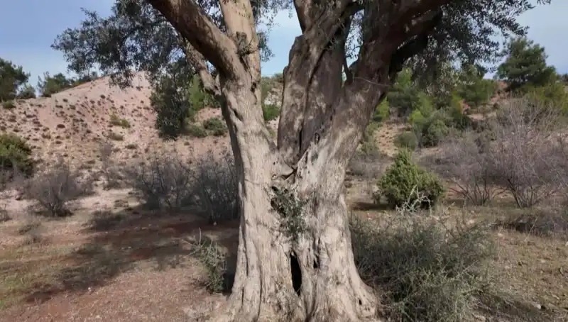 800 Yıllık Zeytin Ağacı, Nesiller Boyu Süren Koruma Altında