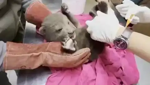 Karabük'te Yavru Bozayı İhmal Edilmedi: Koruma Altına Alındı!