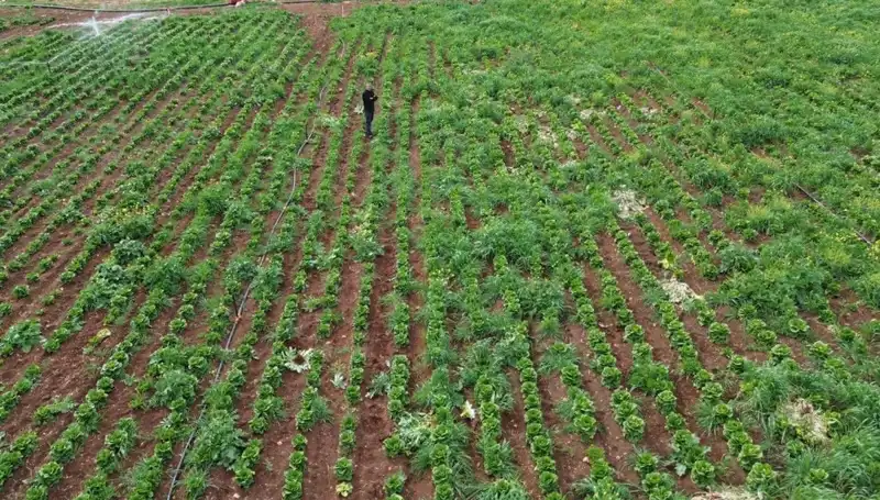 Kuraklık Marul Hasadını Tehdit Ediyor: Ürün Kaybı Nedenleri ve Çözüm Önerileri