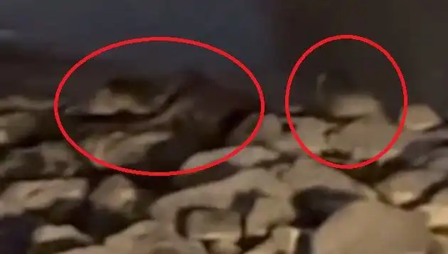 Tükenmekte Olan Üç Yaban Hayvanı Diyarbakır'da Görüntülendi!