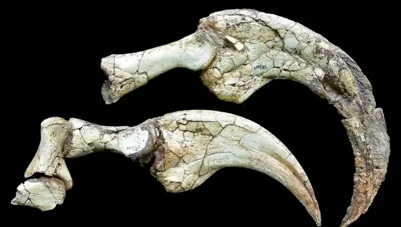 Gobi Çölü’nde İki Parmaklı Dinozor Türü Keşfedildi: Bilim Dünyasını Şaşırtan Gelişme!