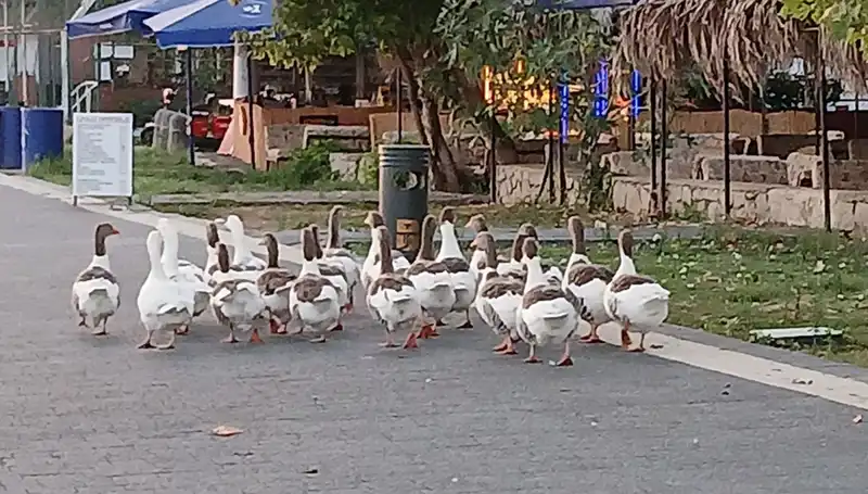 Denizde Yüzdükten Sonra Kümeste Hayatlarını Kaybeden Kazlar