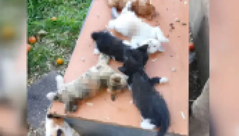 Bursa’da Yavru Kedi Katliamı: Sekiz Masum Kedi Hayatını Kaybetti